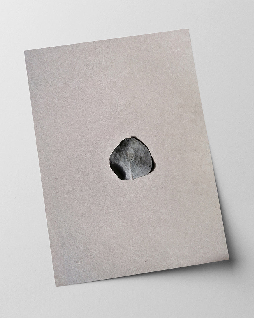 Rosenblatt - Schwarz-Weiß