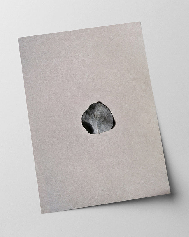 Rosenblatt - Schwarz-Weiß Main Image