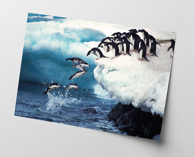 Pingune springen ins Wasser Main Image