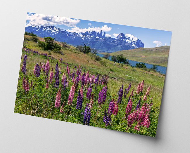 Bergwiese mit Blumen Main Image