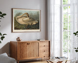 John James Audubon - Wildgans