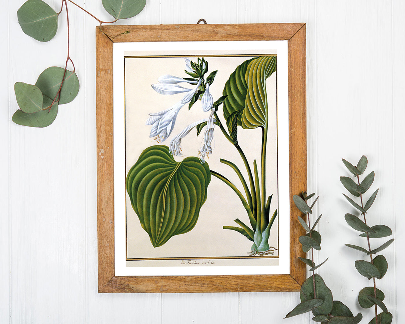 Funkia Cordata - Weiße Funkie