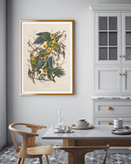 John James Audubon - Paradiesvögel