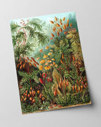 Ernst Haeckel - Botanik