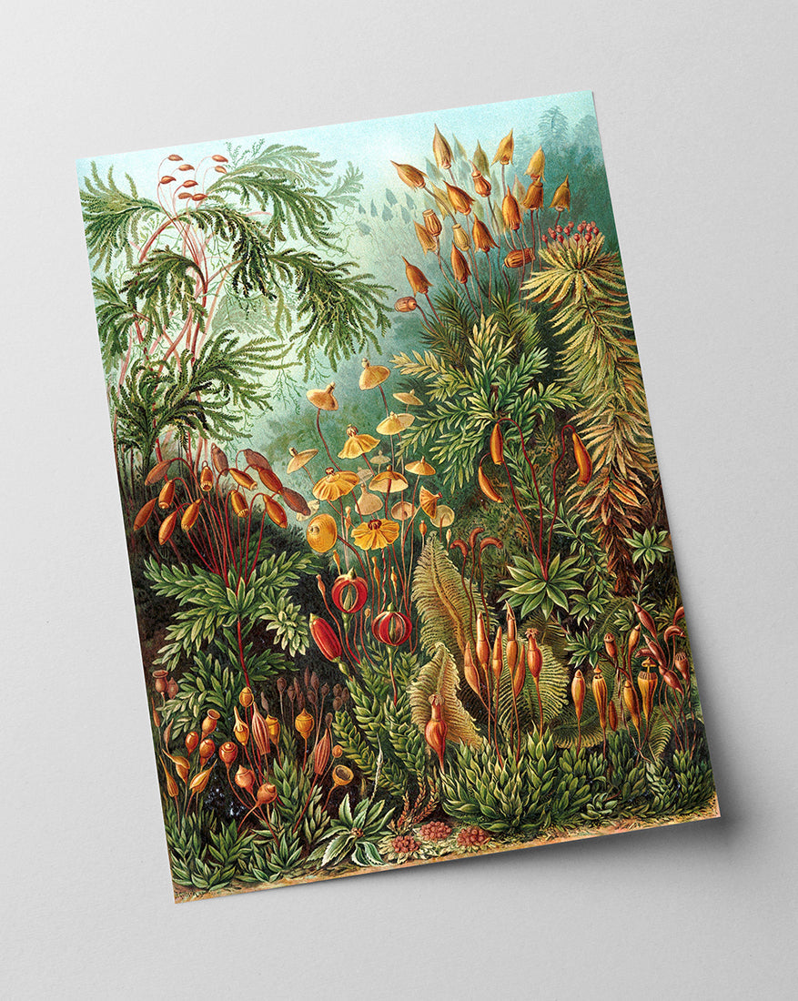 Ernst Haeckel - Botanik