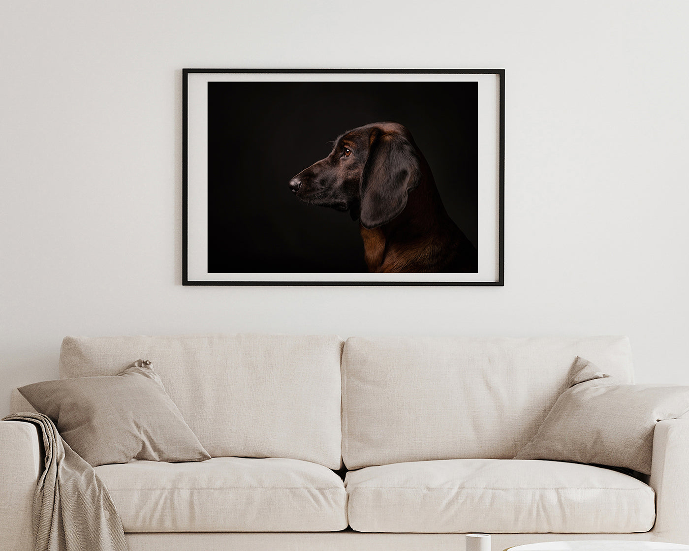 Bayerischer Gebirgsschweißhund - Jagdhund