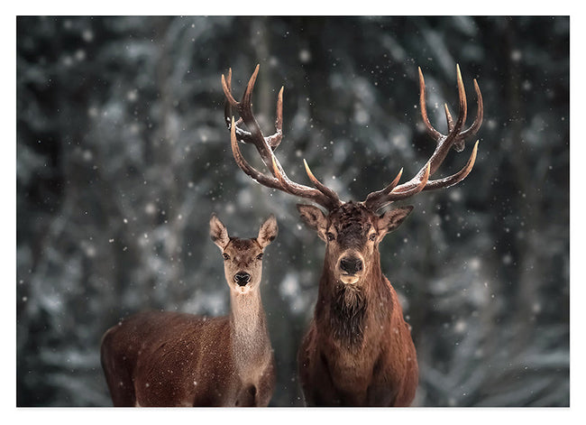 Hirsch-Paar im Winter Hover Image