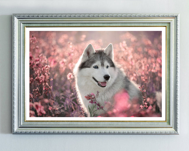 Husky in Blumenwiese Main Image