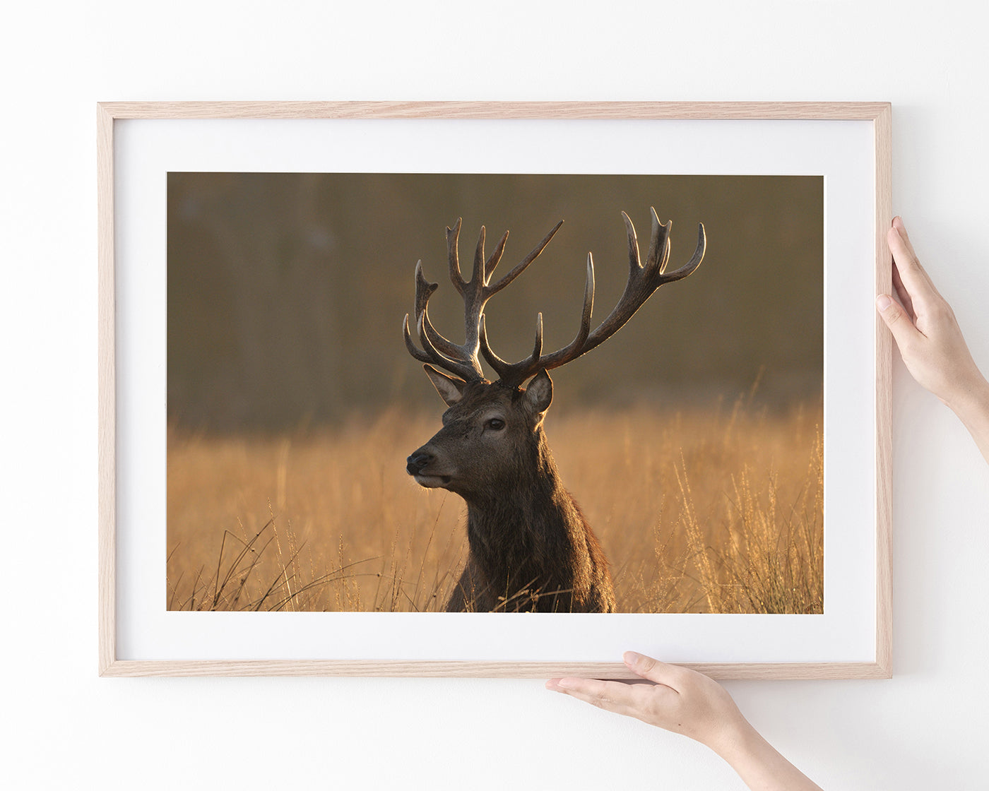 Hirsch im hohen Gras