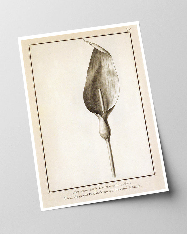 Blütenzeichnung Main Image