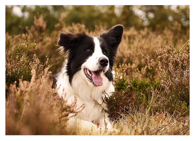 Border Collie Hover Image