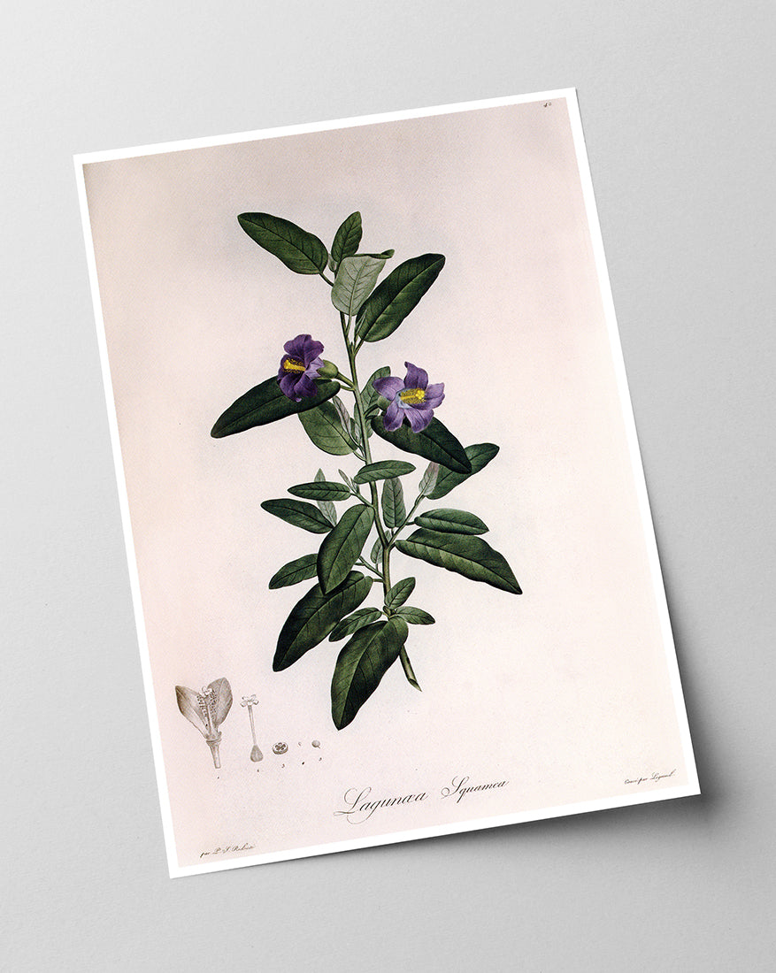 Pflanze mit lila Blüten