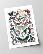 Adolphe Philippe Millot - Schmetterlinge