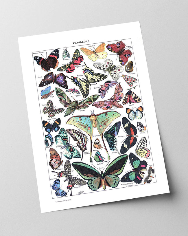 Adolphe Philippe Millot - Schmetterlinge Main Image