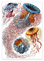 Ernst Haeckel - Quallen