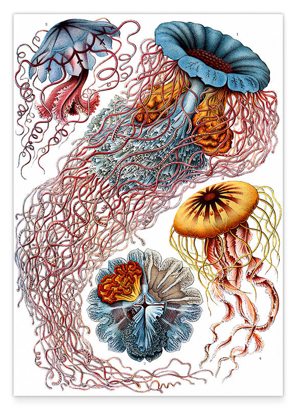 Ernst Haeckel - Quallen
