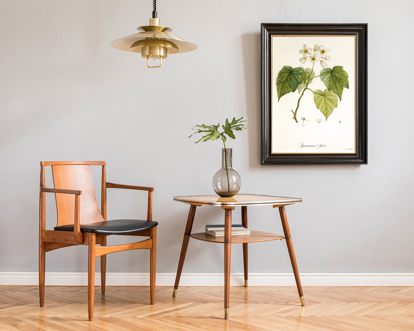 Sparrmannia Africana - Kapländische Zimmerlinde