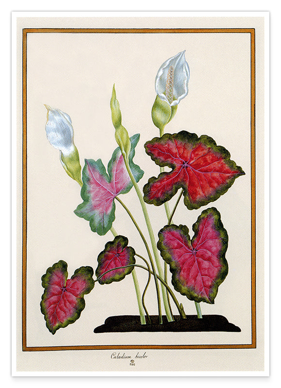 Caladium bicolor - Buntwurz mit roten Blättern