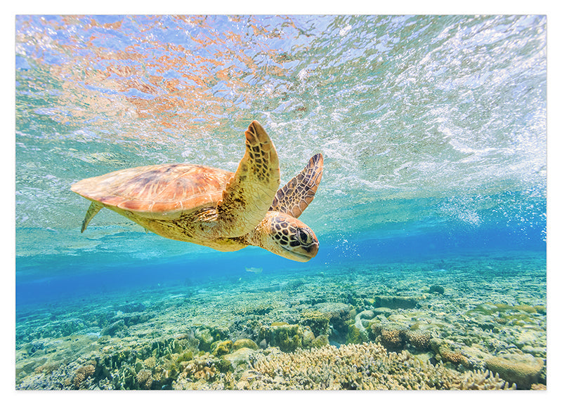 Schwimmende Schildkröte