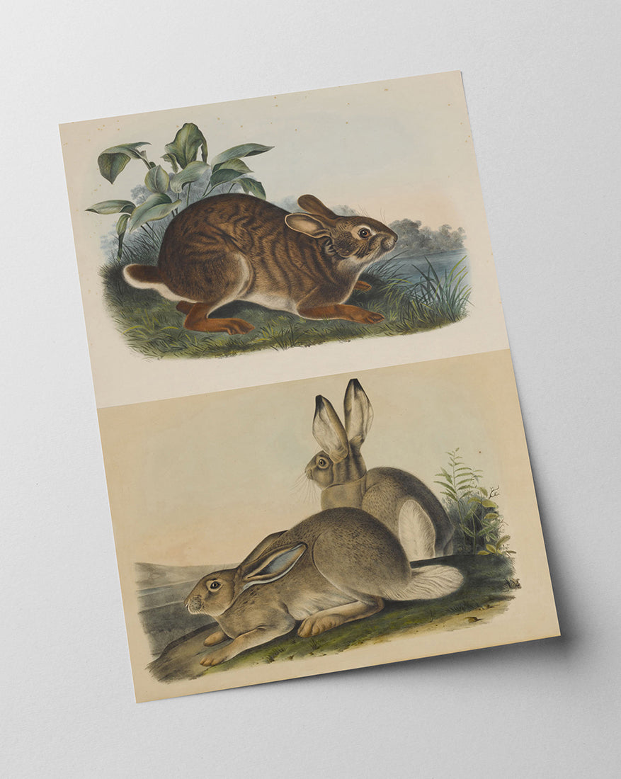 John James Audubon - Kaninchen in der Wildnis