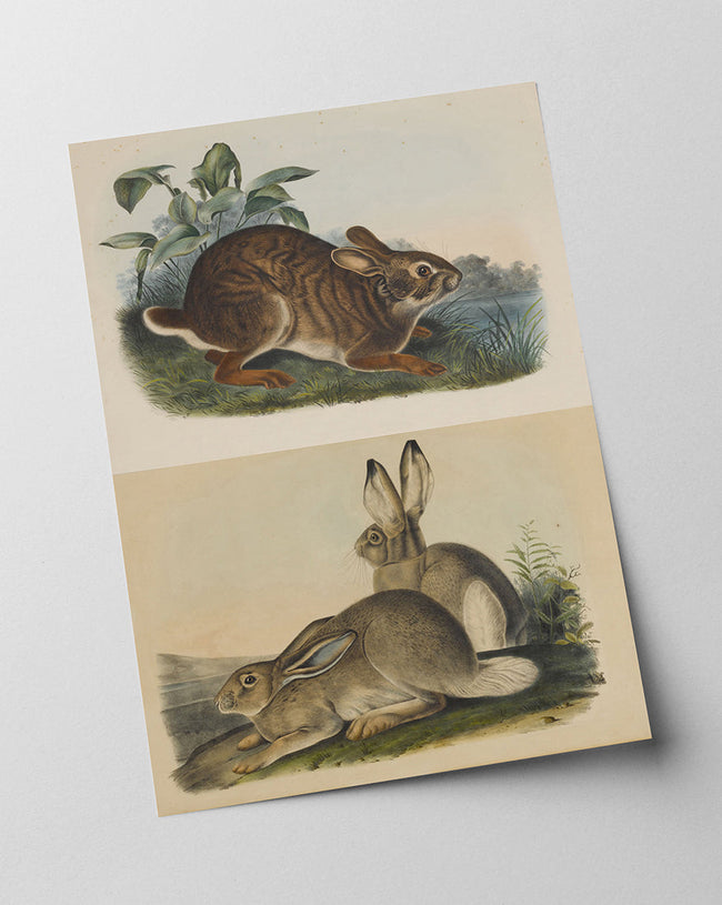 John James Audubon - Kaninchen in der Wildnis Main Image