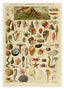 Adolphe Philippe Millot - Muscheln und Schnecken