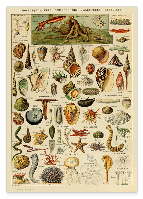 Adolphe Philippe Millot - Muscheln und Schnecken Hover Image