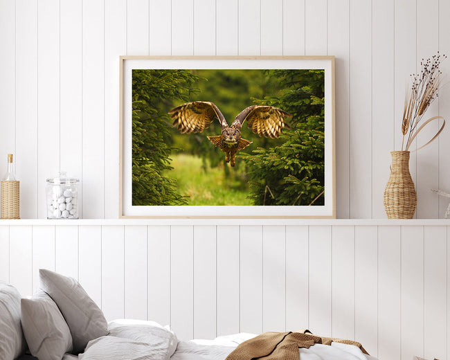 Fliegende Eule Main Image