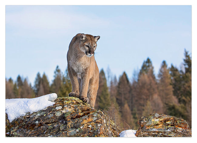Puma in Berglandschaft Hover Image