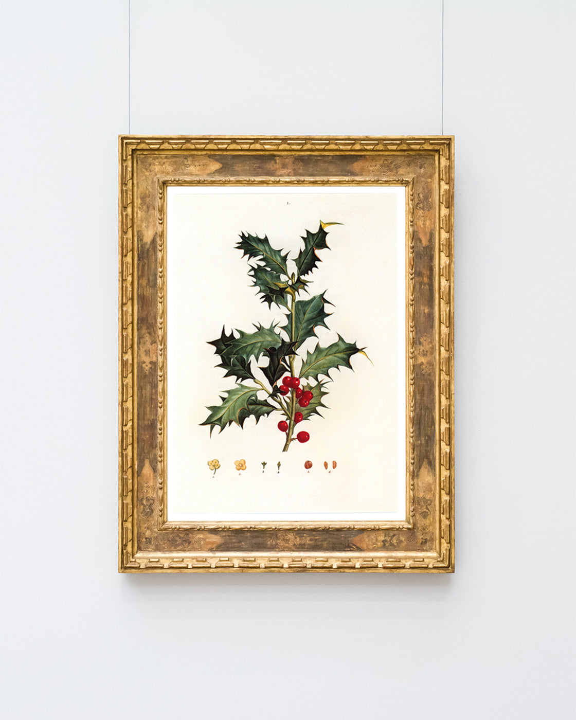 Stechpalme Weihnachten