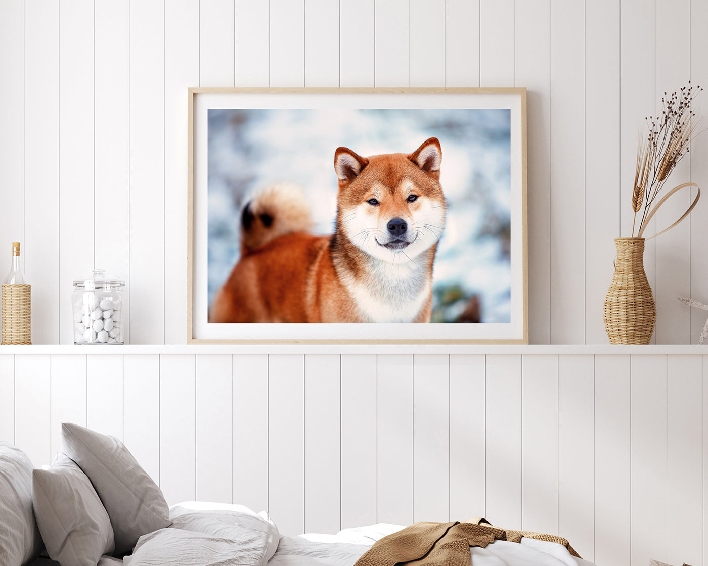Shiba Inu