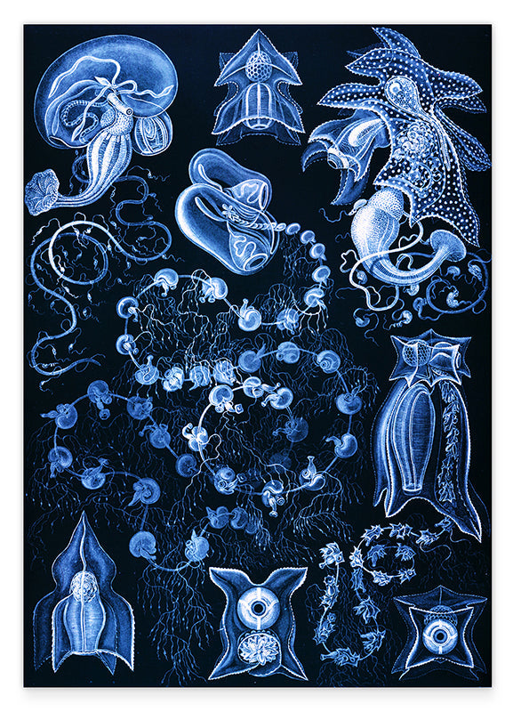 Ernst Haeckel - Kunstformen des Meeres in blau Hover Image