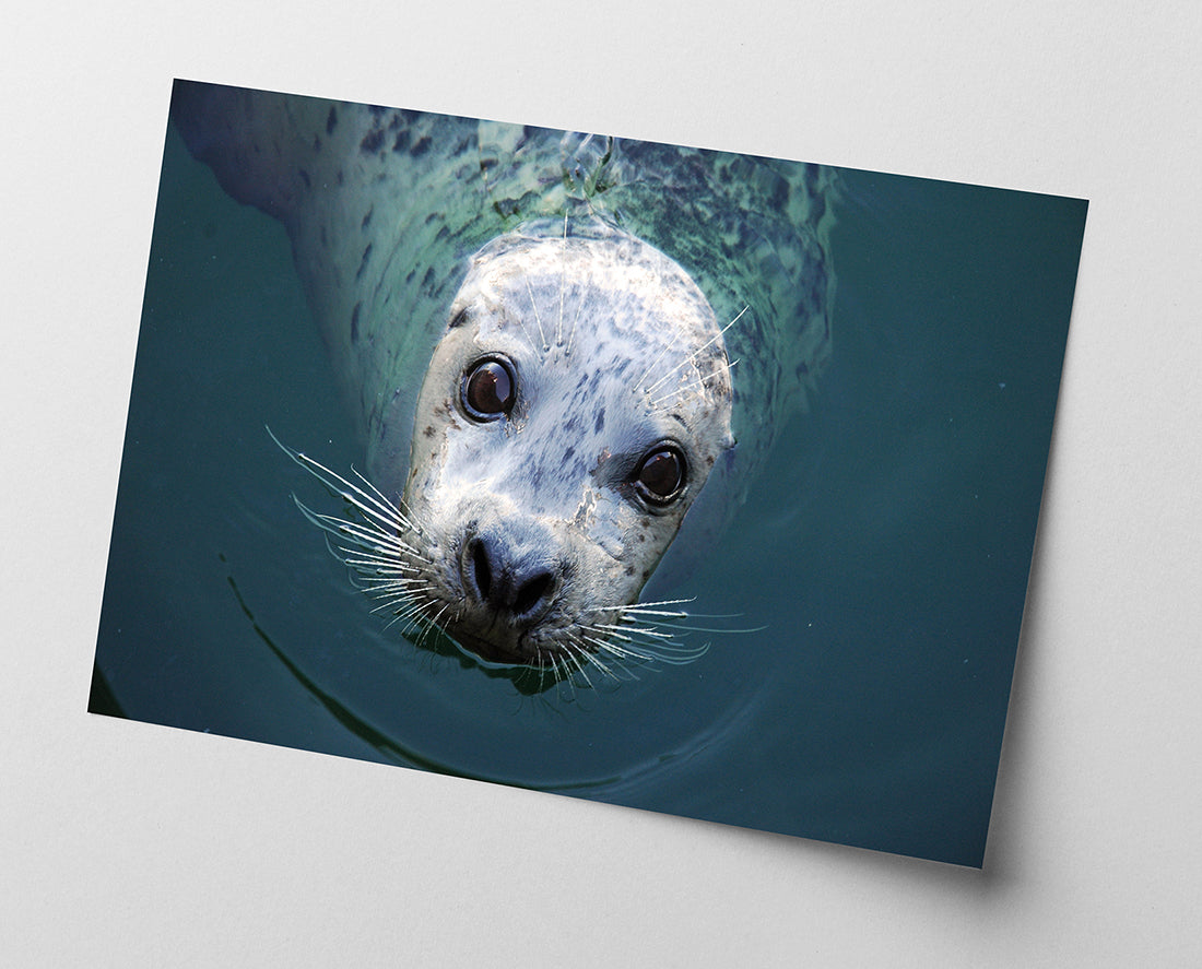 Seerobbe schaut aus dem Wasser