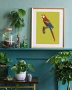 François Levaillant - Roter Ara