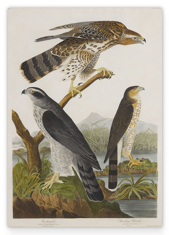 John James Audubon - Drei Greifvogelarten Hover Image
