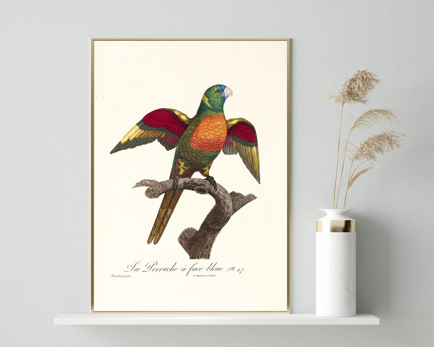 François Levaillant - Bunter Paradiesvogel