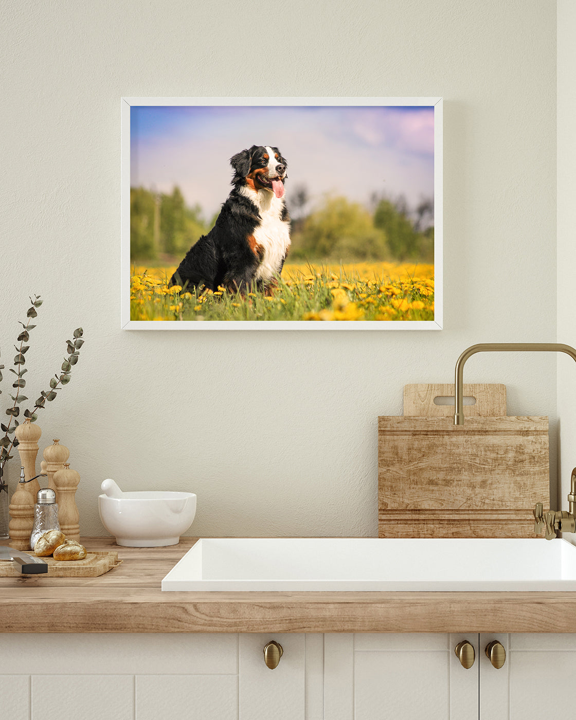 Bernersennen-Hund in Blumenwiese