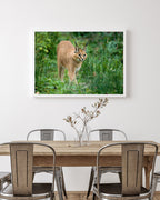 Karakal - Großkatze