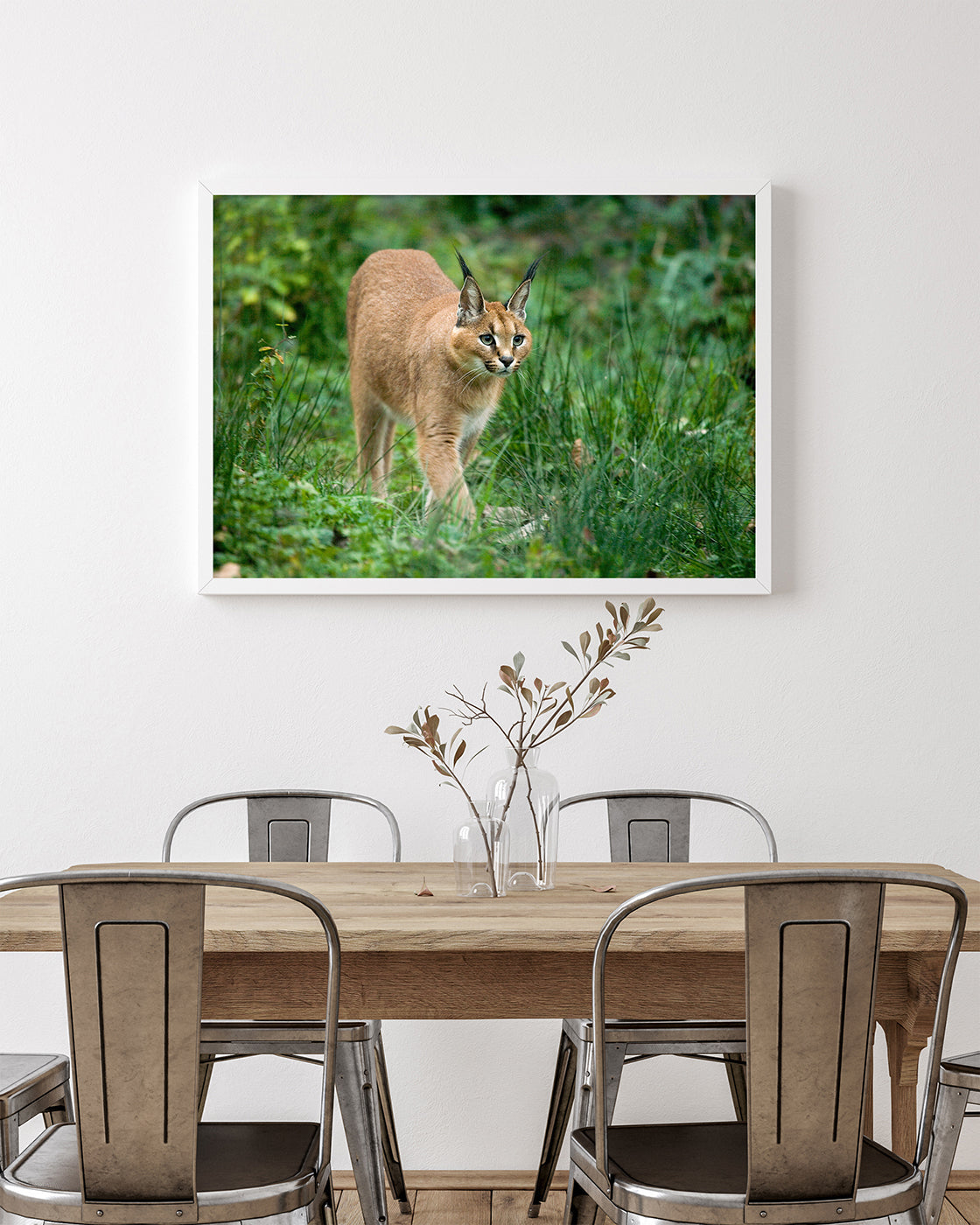 Karakal - Großkatze