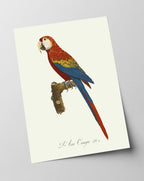 François Levaillant - Roter Ara