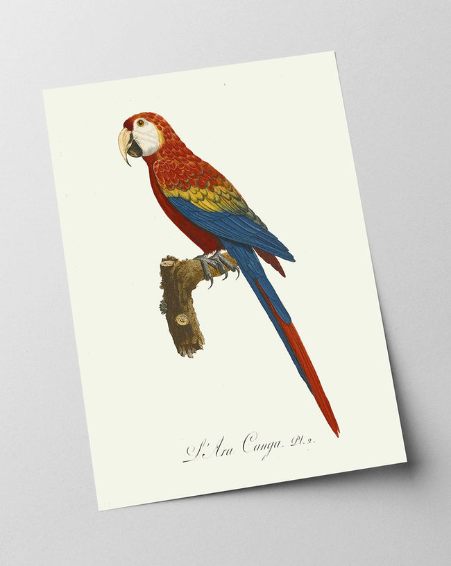 François Levaillant - Roter Ara Main Image