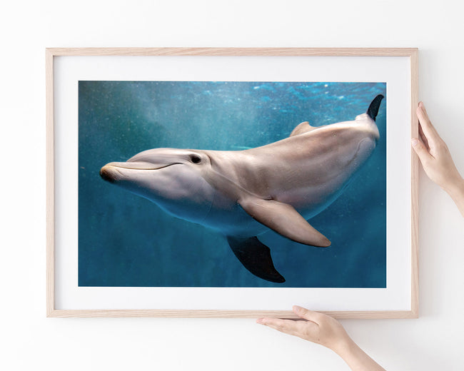 Süßer Delfin Main Image