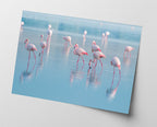 Flamingos im Wasser