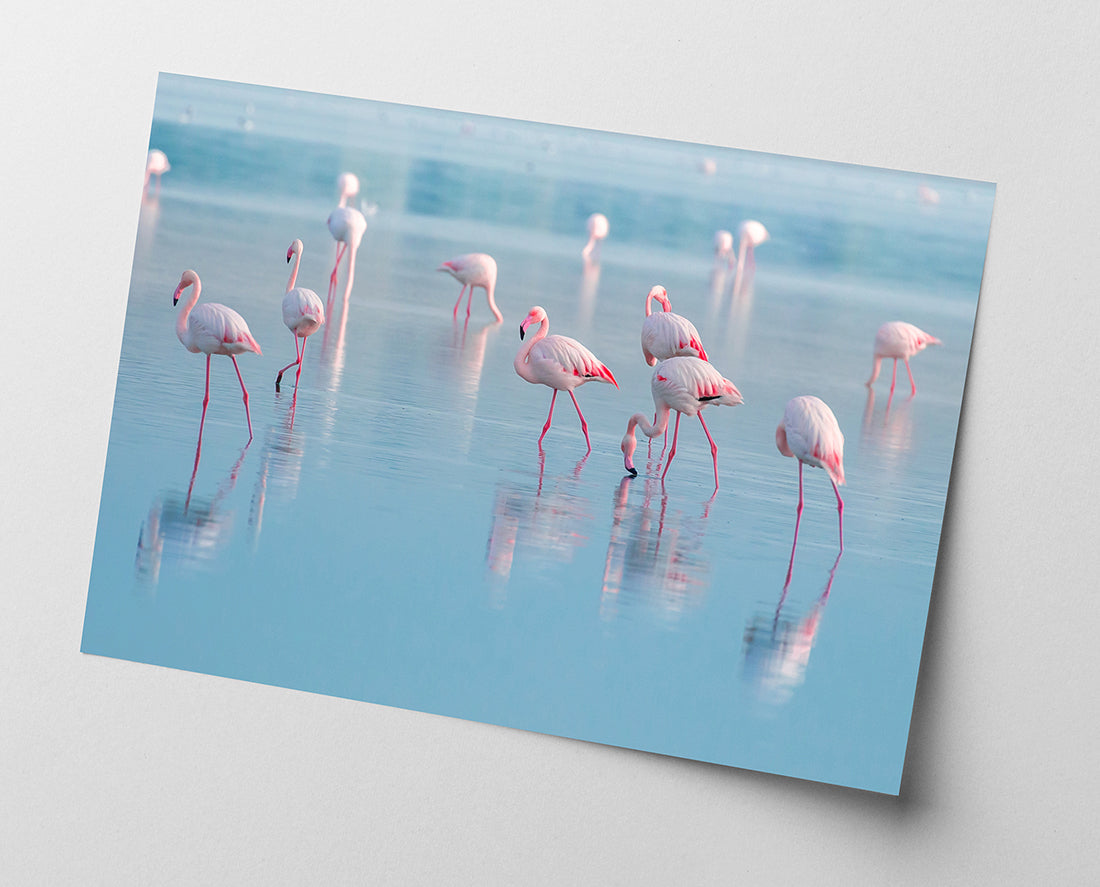Flamingos im Wasser