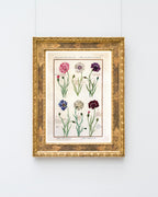 Eine Übersicht blühender Blumen