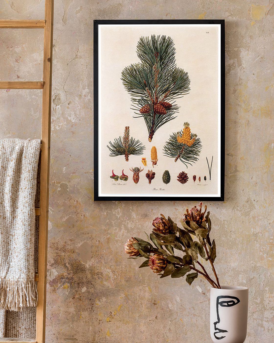 Pinus Pumila - Zwerg-Kiefer - Zweige und Zapfen