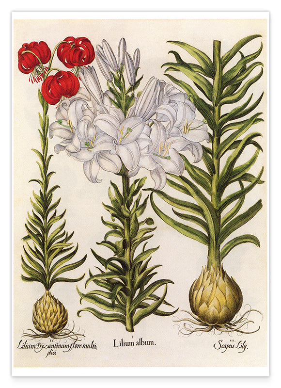 Weiße und rote Lilien