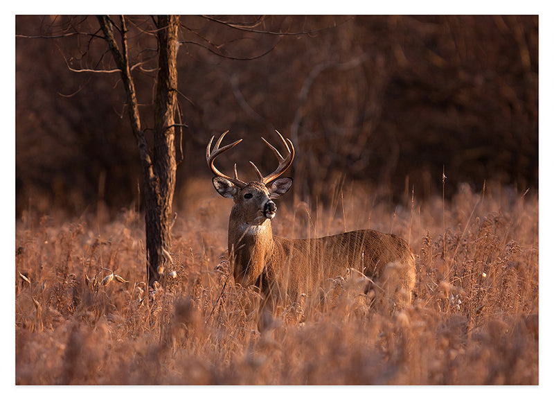 Hirsch in Abendstimmung