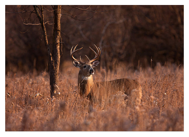 Hirsch in Abendstimmung Hover Image