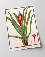 Bromelia Nudicaulis - Rote Blüte